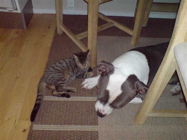 Amerikansk staffordshire terrier cæsar" R.I.P"  billede 7