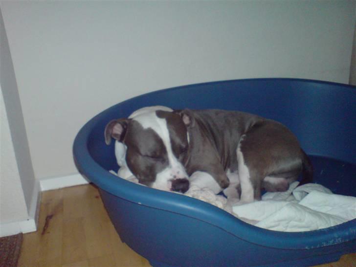 Amerikansk staffordshire terrier cæsar" R.I.P"  billede 8