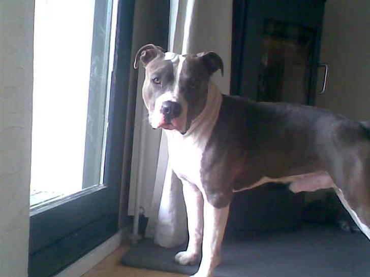 Amerikansk staffordshire terrier cæsar" R.I.P"  billede 9