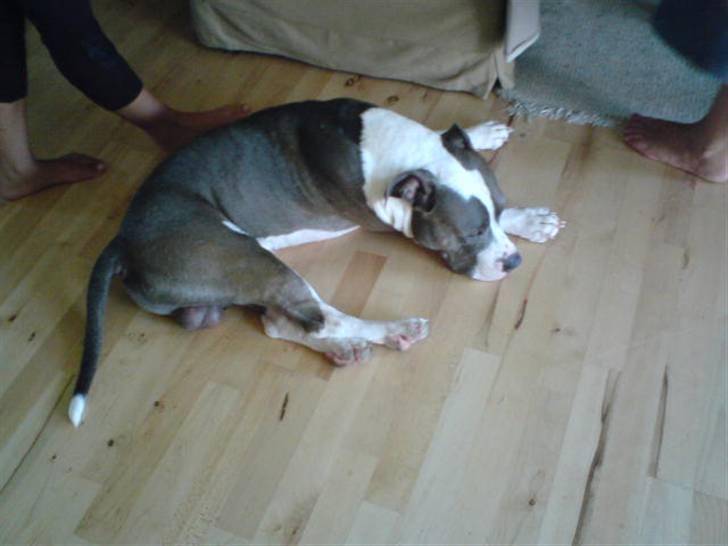 Amerikansk staffordshire terrier cæsar" R.I.P"  billede 10