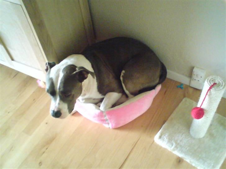 Amerikansk staffordshire terrier cæsar" R.I.P"  - kattens pude er blødere end min billede 11