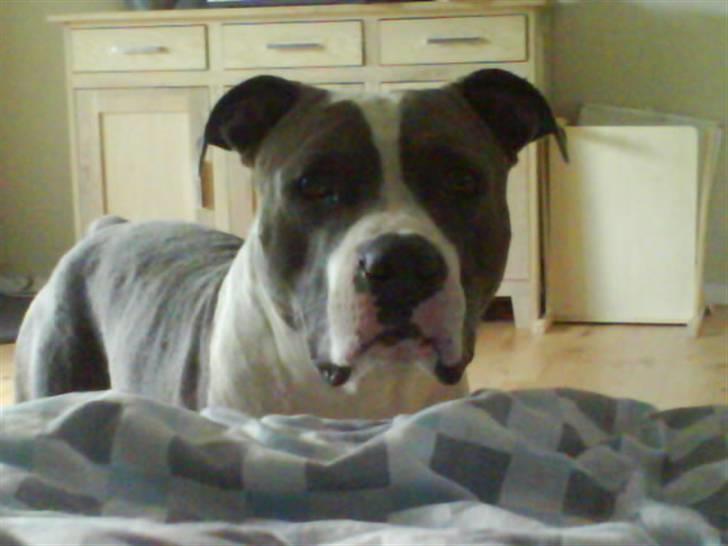 Amerikansk staffordshire terrier cæsar" R.I.P"  - jeg vil op og putte billede 12