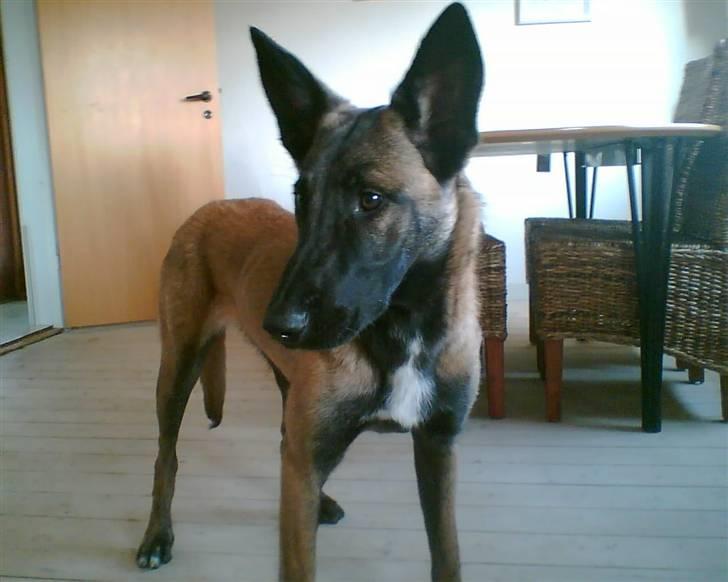 Malinois Caya du Pote Malin billede 1