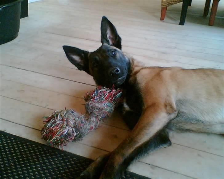Malinois Caya du Pote Malin billede 2
