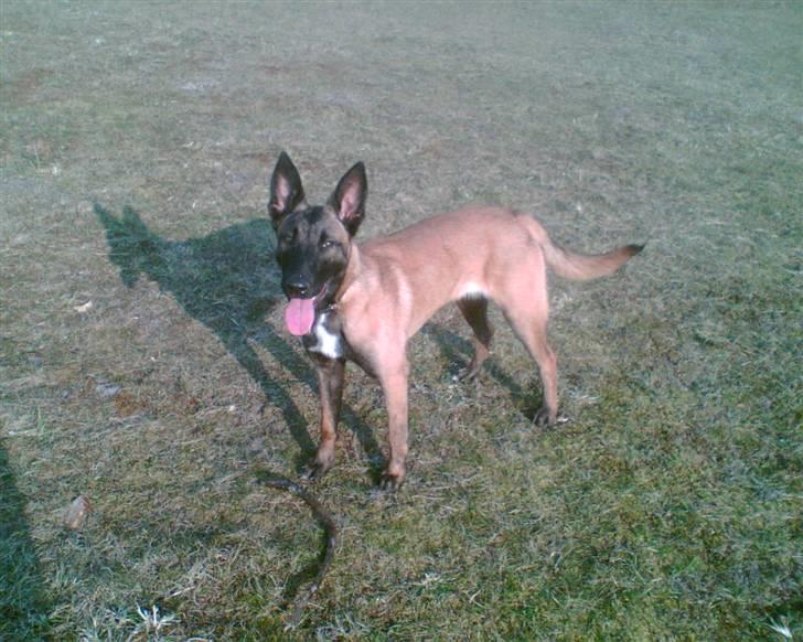 Malinois Caya du Pote Malin billede 3