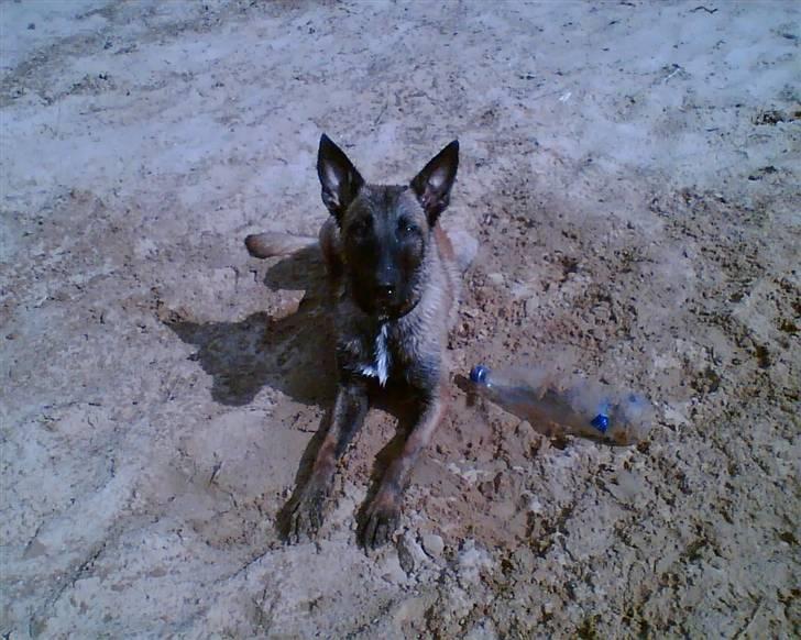 Malinois Caya du Pote Malin billede 4