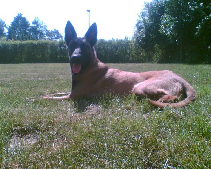 Malinois Caya du Pote Malin billede 5