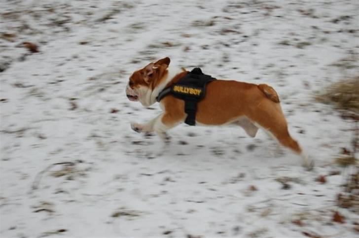 Engelsk bulldog Bonzo billede 1