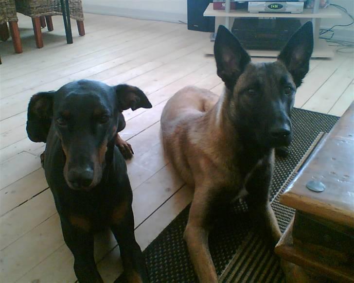 Malinois Caya du Pote Malin billede 6