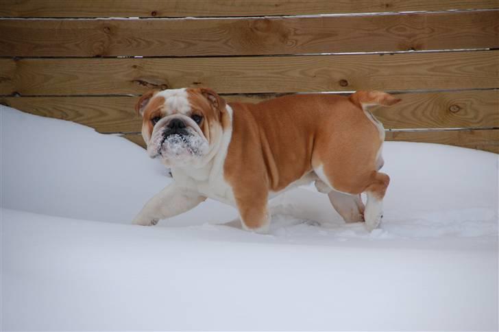 Engelsk bulldog Bonzo billede 2