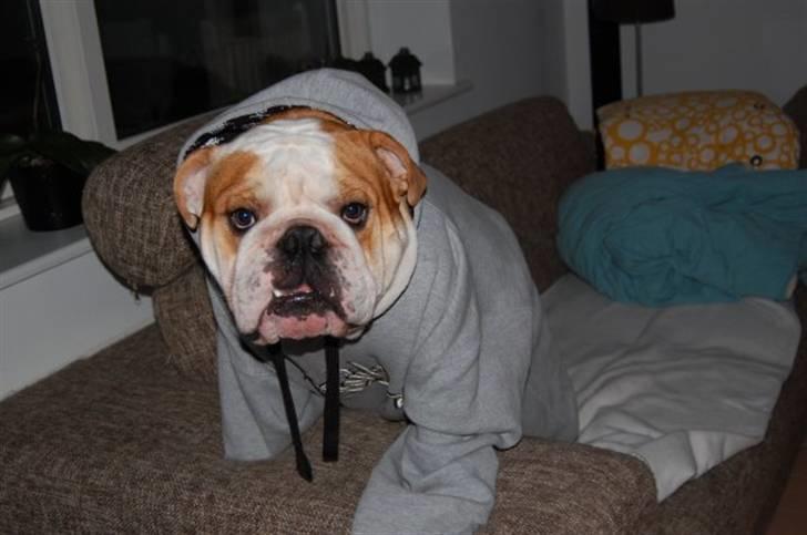 Engelsk bulldog Bonzo billede 3