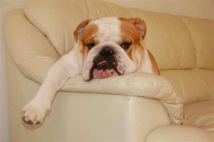 Engelsk bulldog Bonzo - Kenzo og Bonzo på stranden billede 4