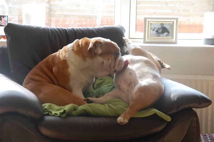 Engelsk bulldog Bonzo billede 5