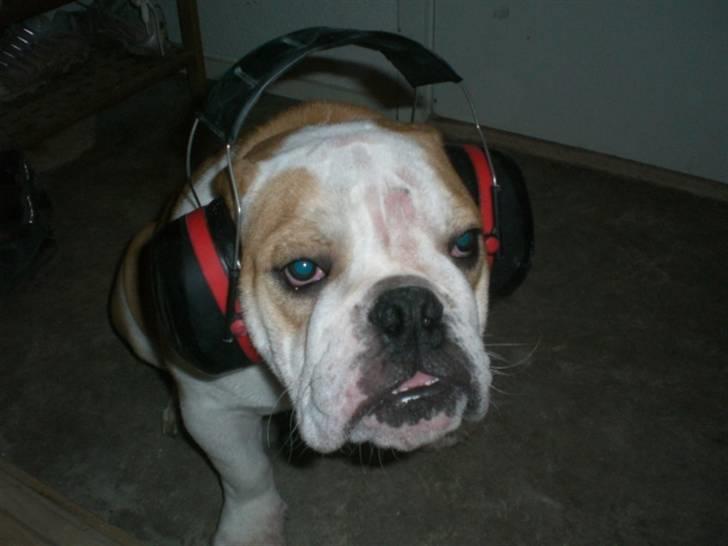 Engelsk bulldog Bonzo billede 6