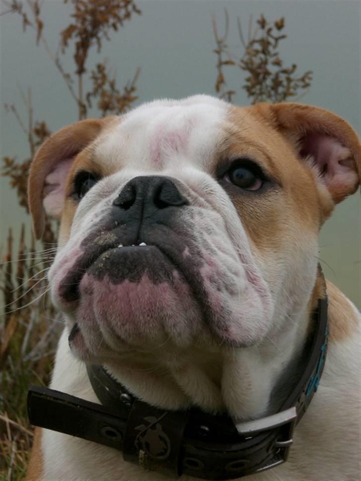 Engelsk bulldog Bonzo billede 7