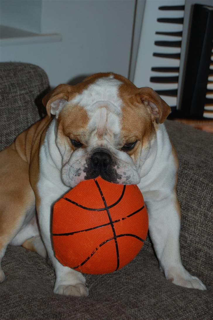 Engelsk bulldog Bonzo billede 8