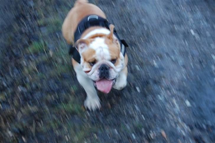 Engelsk bulldog Bonzo billede 9