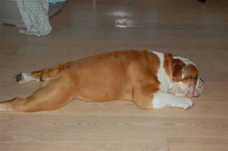 Engelsk bulldog Bonzo billede 10