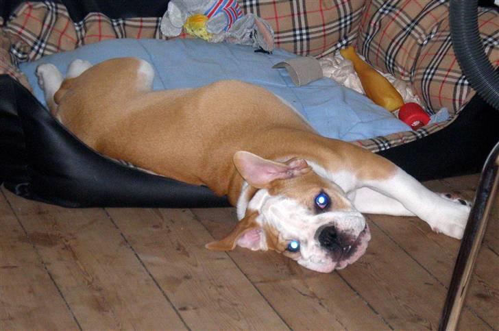 Engelsk bulldog Bonzo billede 11