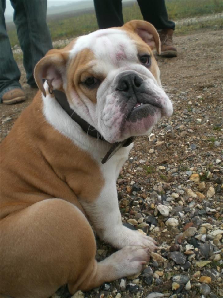 Engelsk bulldog Bonzo billede 13