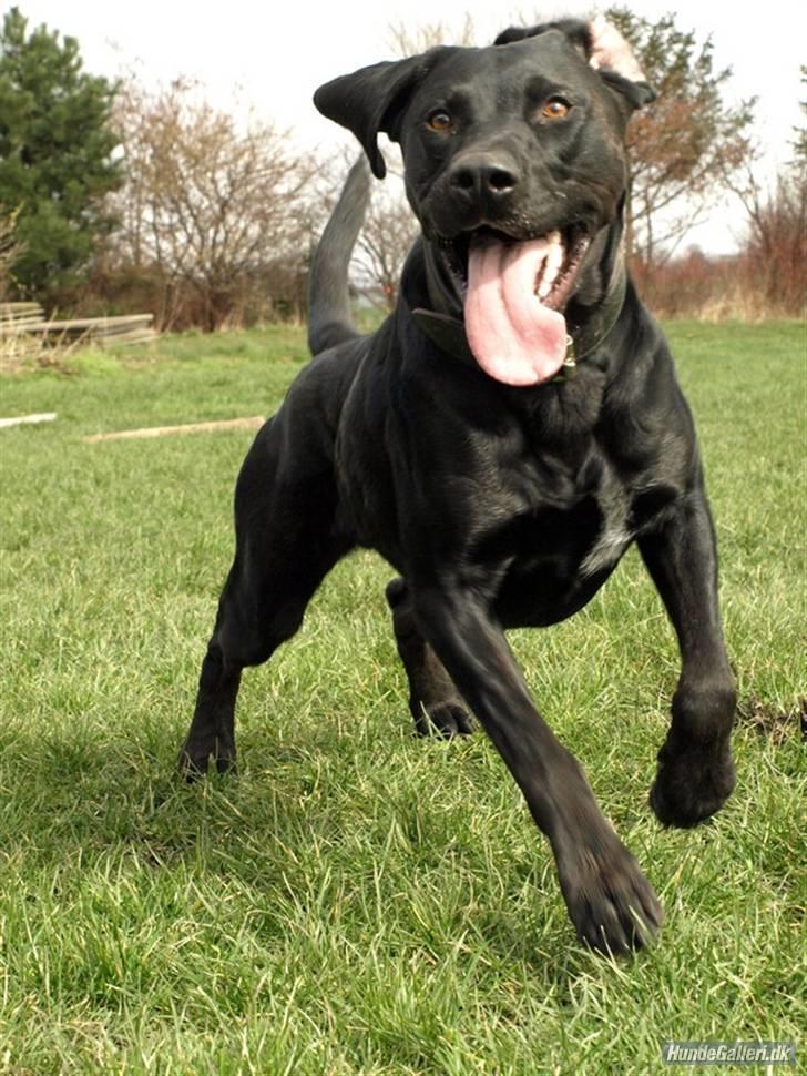 Blanding af racer Charlie 10/2-06 - 1/12-09 billede 1