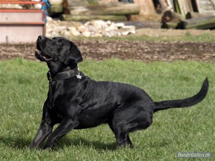 Blanding af racer Charlie 10/2-06 - 1/12-09 billede 2