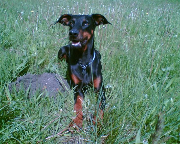 Dobermann Grusholm Flicka ( Gina ) billede 15