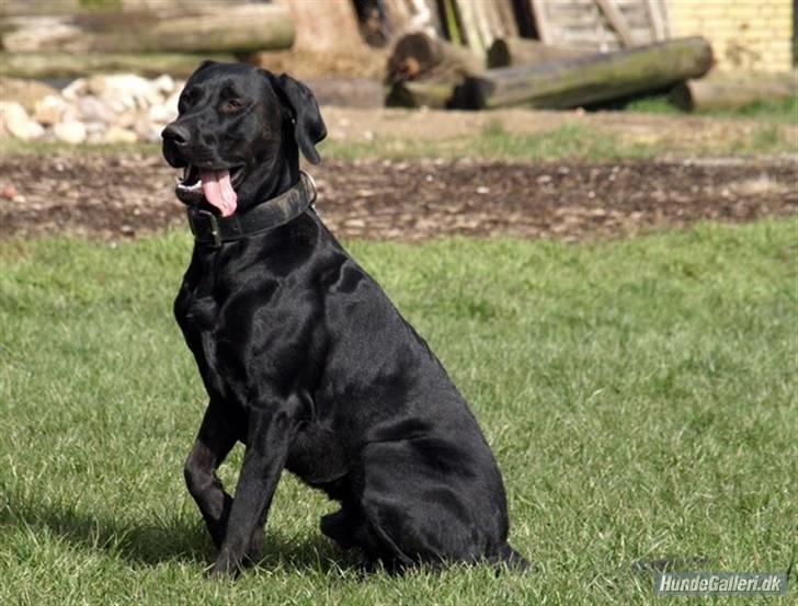 Blanding af racer Charlie 10/2-06 - 1/12-09 - Dejlige Charlie billede 3