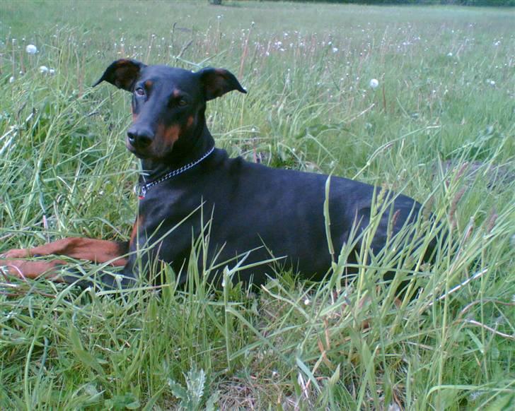 Dobermann Grusholm Flicka ( Gina ) billede 16
