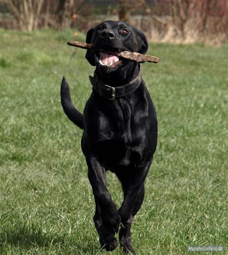 Blanding af racer Charlie 10/2-06 - 1/12-09 billede 4