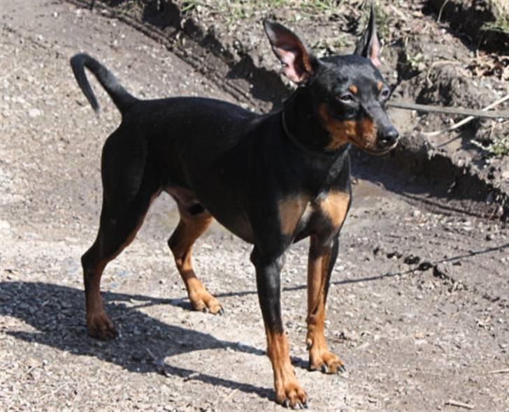 Dvaergpinscher Bevi Belo - Hej her er  Bevi Belo 7. april 2010 billede 1