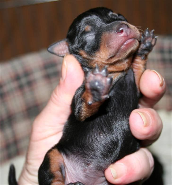 Dvaergpinscher Bevi Belo - Ohøj lige kommet til verden 2007 billede 2