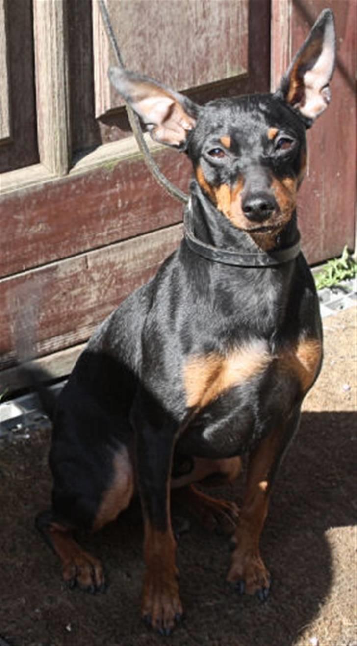 Dvaergpinscher Bevi Belo - Her er jeg stor og mægtig venter pænt på gå tur billede 4