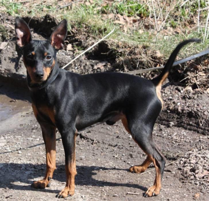 Dvaergpinscher Bevi Belo - Hallo mor hvad laver i derhenne, 07.04. 2010 billede 5