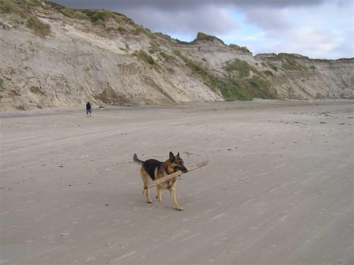 Schæferhund Quido - nyt* den 1 december billede 15