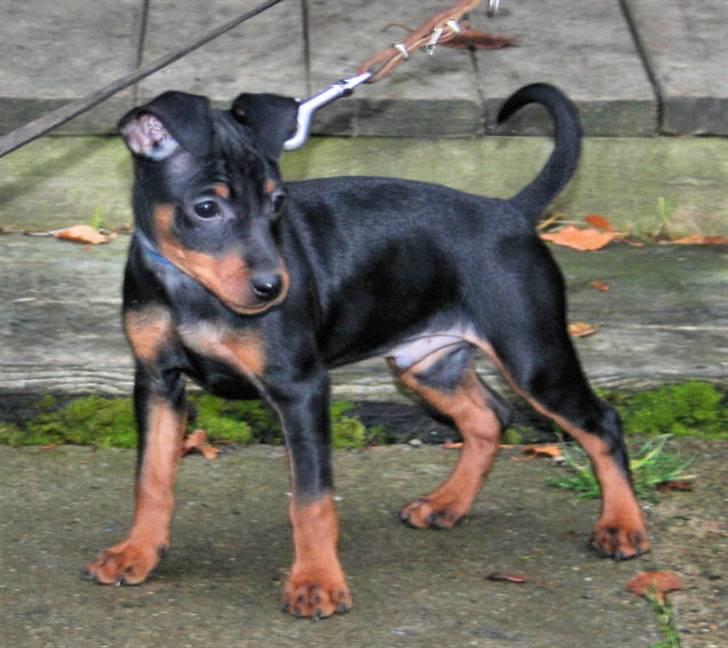 Dvaergpinscher Bevi Belo - Et af de sidste foto som er skudt af mig i 2008 billede 6