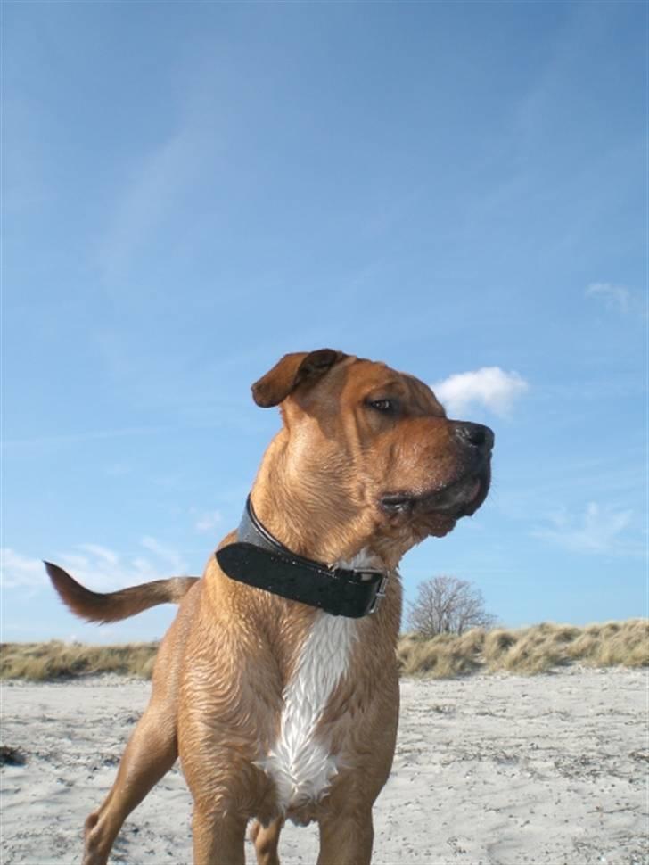 Blanding af racer Kenzo - Kenzo på stranden :) billede 16