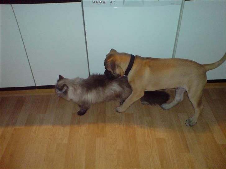 Bullmastiff Gibson - Se far, jeg kan lege med katten:-) billede 4