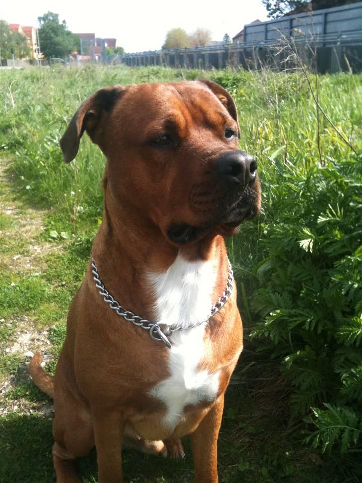 Blanding af racer Kenzo billede 17