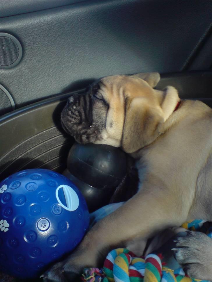 Bullmastiff Gibson billede 5