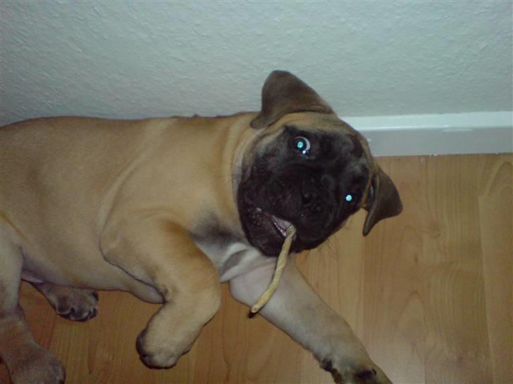 Bullmastiff Gibson billede 6