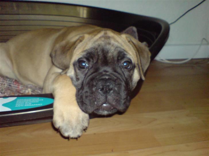Bullmastiff Gibson billede 7