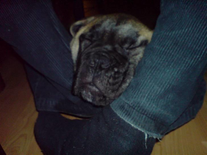 Bullmastiff Gibson - Grizzly eller bullmastiff???? billede 8