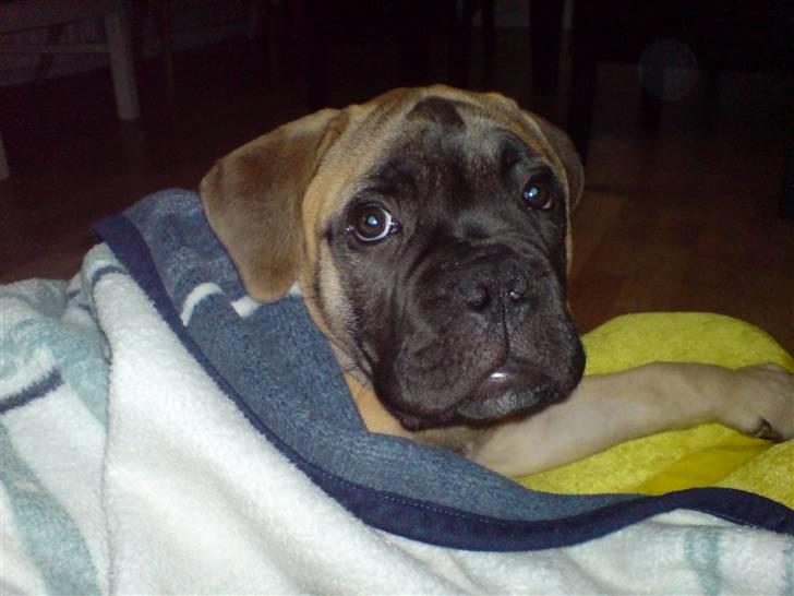 Bullmastiff Gibson - Uhh, det bedste sted at putte billede 9