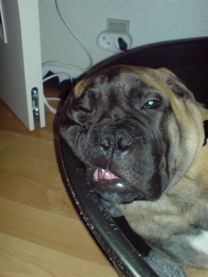 Bullmastiff Gibson - Jeg kan godt blive træt billede 10