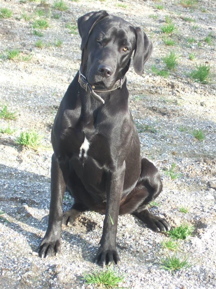 Blanding af racer Sally billede 9