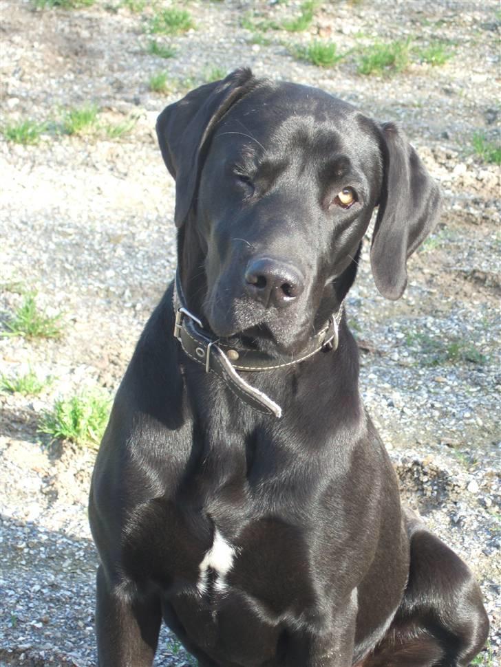 Blanding af racer Sally billede 10