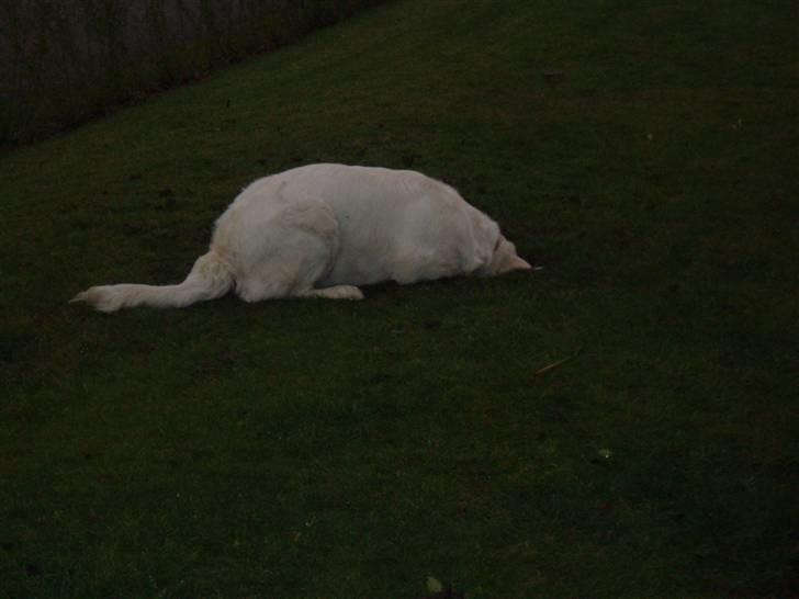Golden retriever Kena - Se hvor dygtig jeg er til at grave :) billede 18