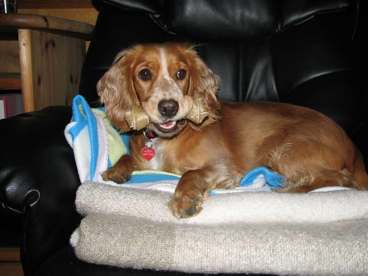 Blanding af racer Honey - HONEY billede 1