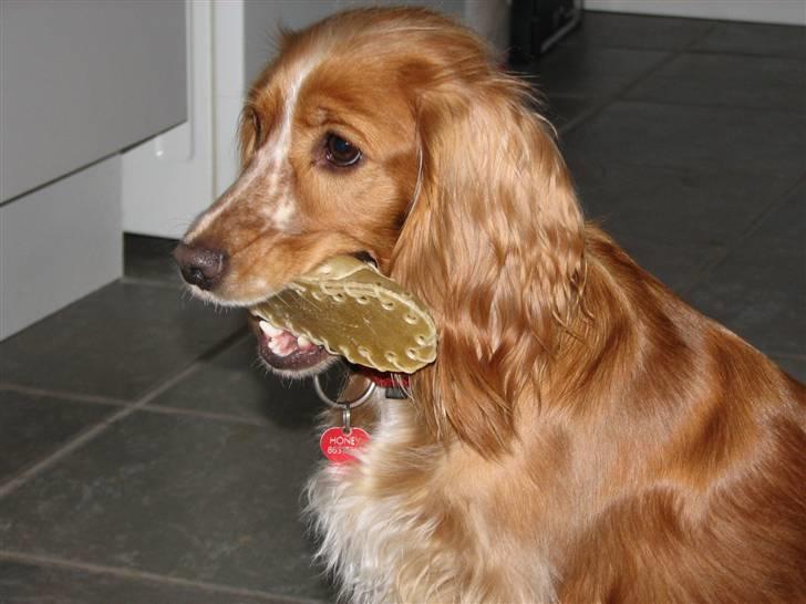 Blanding af racer Honey - Min "sut"-sko billede 2